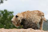 CAIRN TERRIER 598